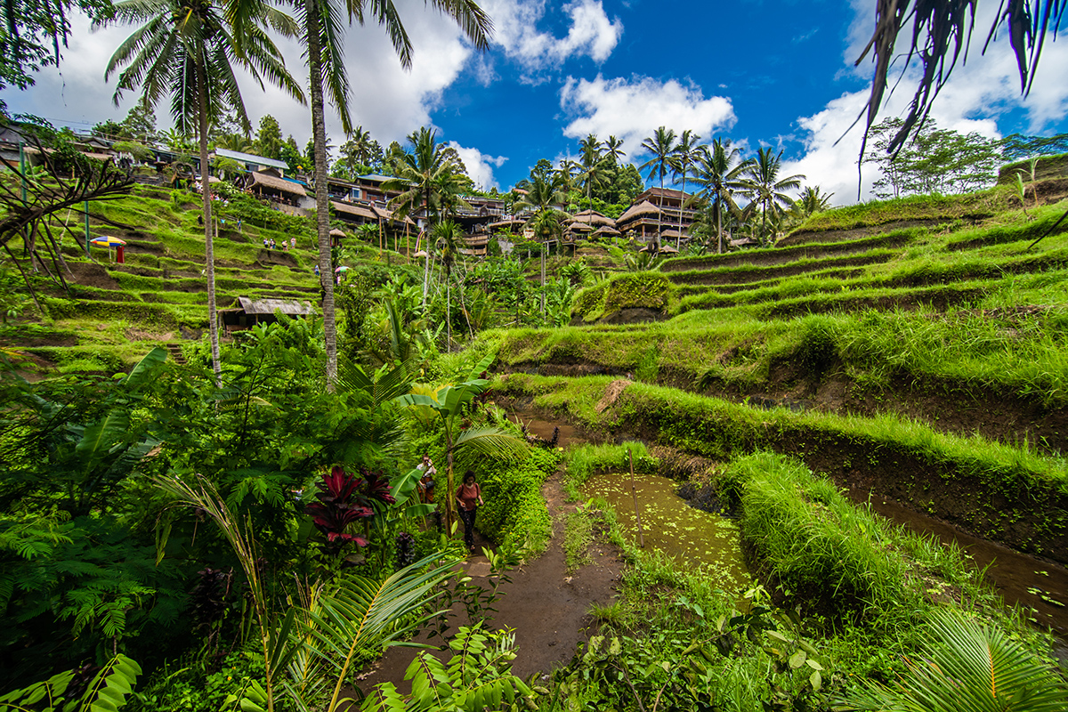 D12 multiple-entry visa to Indonesia: how to apply and who is eligible